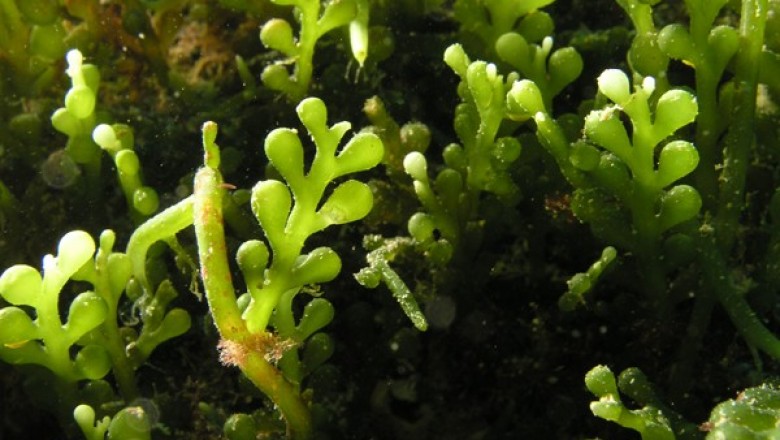Cây Rong guột chùm. Caulerpa racemosa - Cây Thuốc Nam Quanh Ta